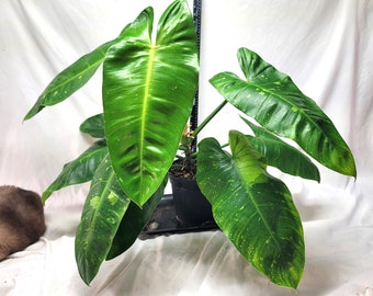 Philodendron Jose Buono