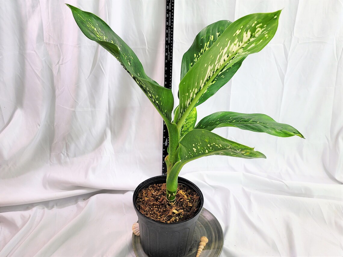 Evergreen/Dieffenbachia Crocodile Plant Cane plant Etsy