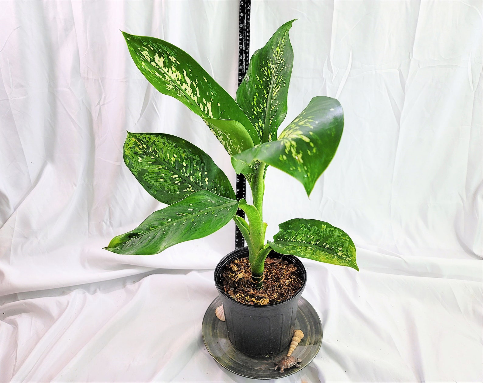 Evergreen/Dieffenbachia Crocodile Plant Cane plant Etsy