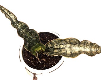Sansevieria Kerkii Coppertone Snake Plant