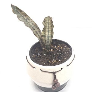 Sansevieria Kirkii - Etsy