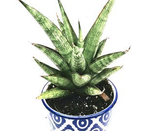 Sansevieria Black Ant (dwarf) - Etsy