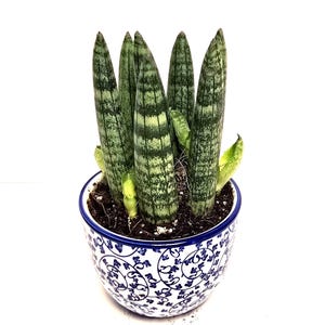 san pedro cactus plants for sale San Pedro Cactus