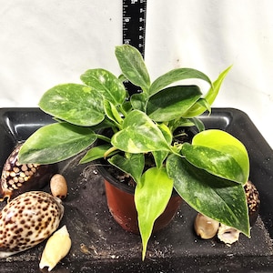 Philodendron Green Congo Variegated