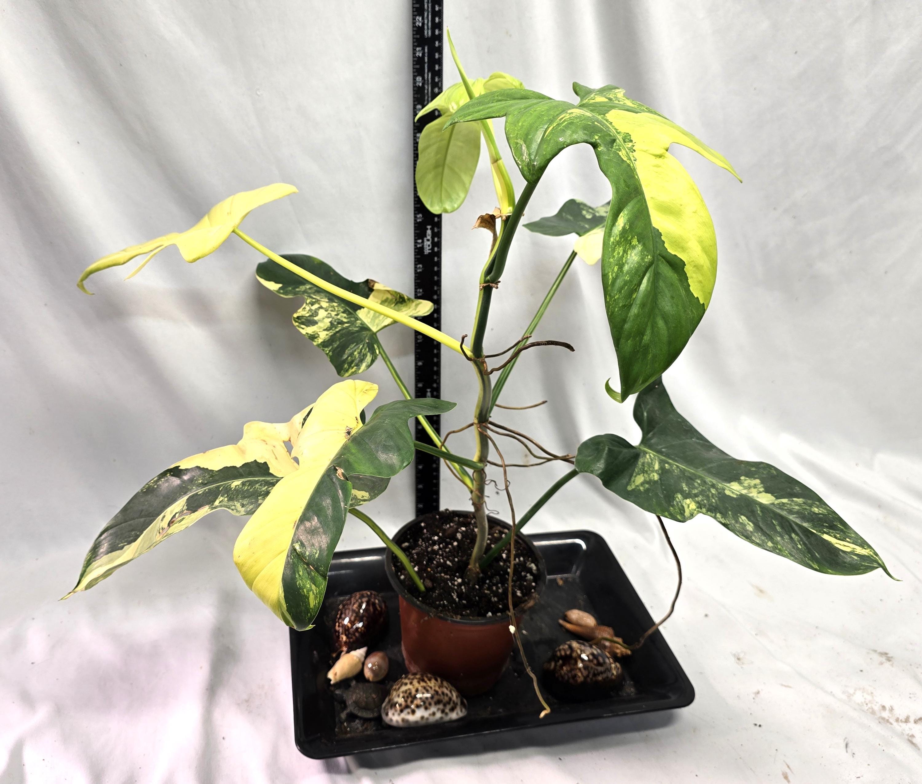 Philodendron bipennifolium variegated - Etsy 日本