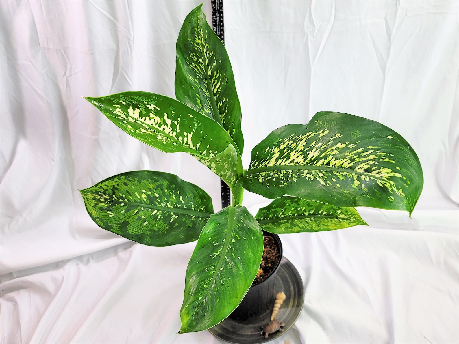 Evergreen/Dieffenbachia Crocodile Plant Cane plant Etsy