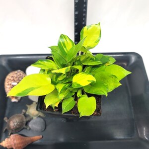 Epipremnum Aureum Neon Joy