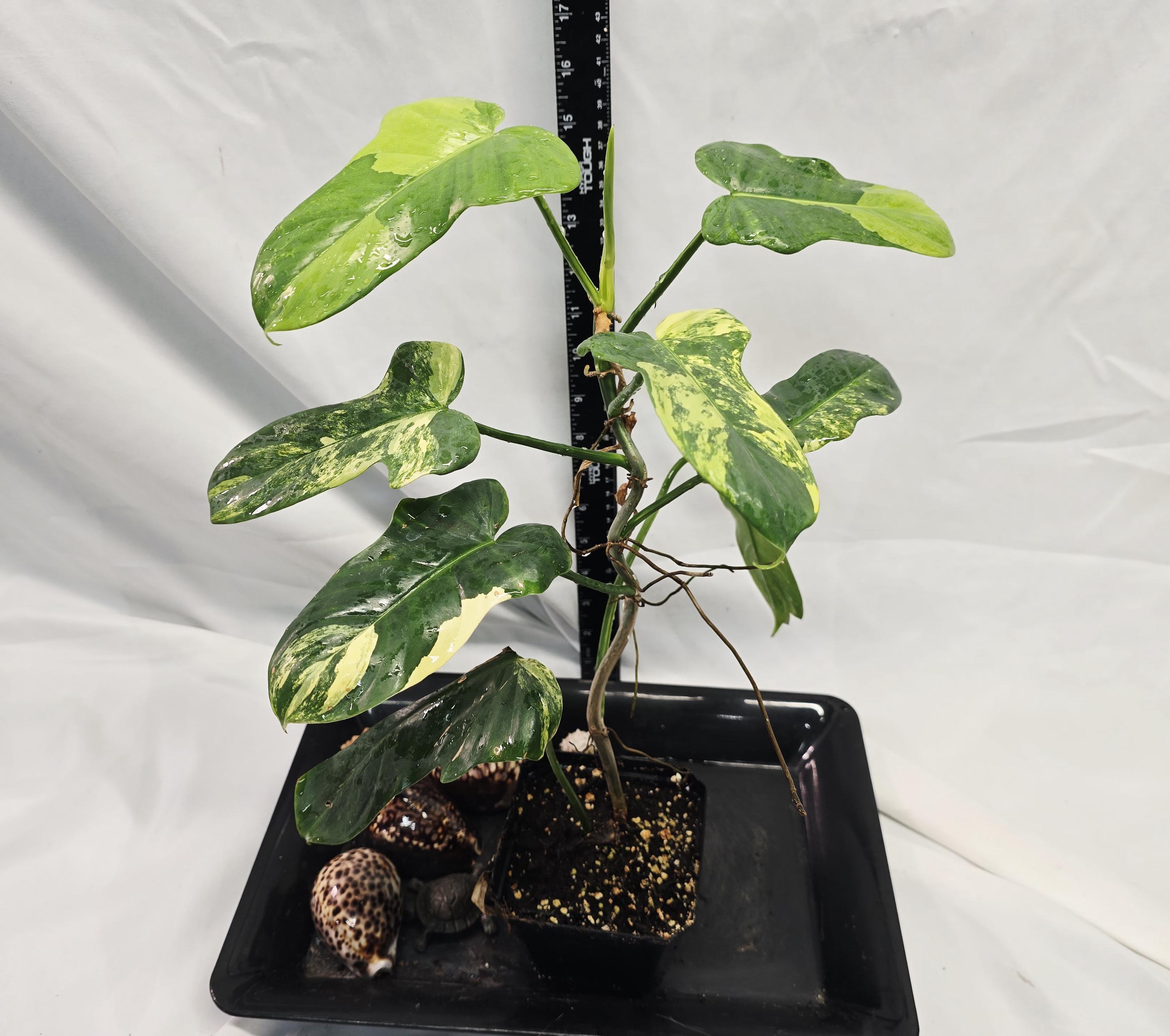 Philodendron bipennifolium variegated - Etsy 日本