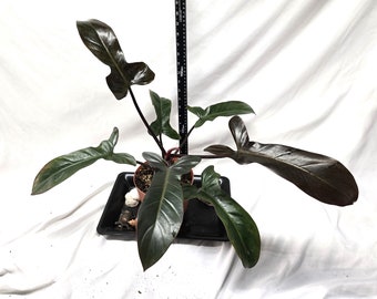 Philodendron Florida Bronze