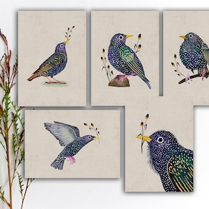 Ensemble de cartes postales d'étourneau sansonnet, autocollants oiseau noir, carte postale plume oiseau, autocollants aquarelle oiseaux colorés, impression d'art oiseau mignon. SBC-130