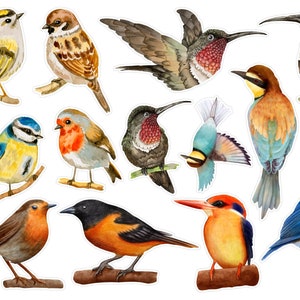 May include: A set of 12 watercolor bird illustrations, featuring a variety of species, including a robin, a bluebird, a hummingbird, a sparrow, and a kingfisher. The birds are depicted in a realistic style with vibrant colors and intricate details.