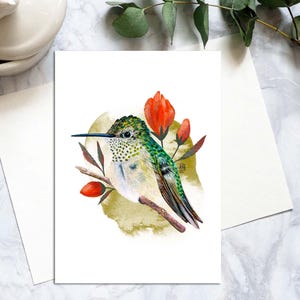 Carte postale oiseau colibri à queue large, cartes postales oiseau colibri couleur, carte postale colibri réaliste, carte colibri correspondant. PC-100