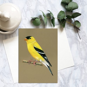 Carte postale oiseau chardonneret jaune, carte postale oiseau jaune, carte postale chardonneret chardonneret réaliste, impression d'art chardonneret chardonneret plume pastel saule. SPC-132