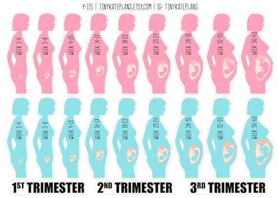 Trimester Month Week Pregnancy Trimesters Chart Week By Week