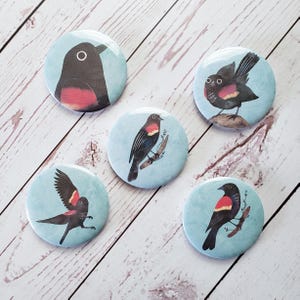 May include: Five round button pins featuring different illustrations of red-winged blackbirds on a light blue background. The birds are depicted in various poses, including perched on branches and in flight.