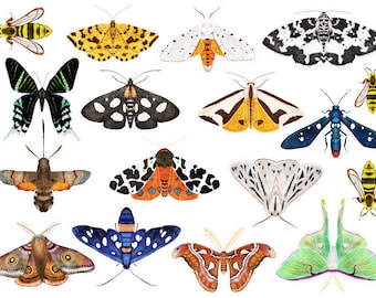 Moth Sticker Set 4, Entomology Butterfly Insects Junk Journal Stickers, Insect Moth Ephemera, Colorful PenPal Moth Stickers. A-218