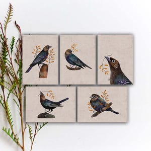 Lot de cartes postales oiseau vacher à tête brune, carte postale correspondant oiseau brun, autocollants aquarelle oiseaux colorés, impression d'art oiseau mignon. SBC-137