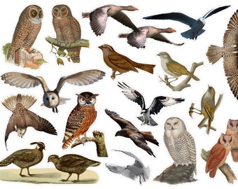 Vintage Bird Sticker SET 2 para diarios basura, pegatinas de álbumes de recortes de bosques de inspiración vintage, efímeras de aves, pegatinas de animales vintage. VT-168
