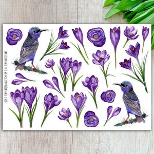 Stickers liane de famille et crocus, stickers fleurs violettes d'été, stickers plante grimpante à pattes roses. J-213