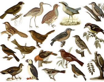 Vintage Bird Sticker SET 1 For Junk Journals, Vintage Inspired Forest Scrapbook Stickers, Bird Ephemera, Vintage Animal Stickers. VT-167
