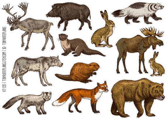 Vintage Inspired Forest Animals Planner Stickers Tiny Animal - Etsy Vintage Inspired Forest Animals Planner Stickers Tiny Animal - Etsy