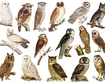 Pegatinas vintage de búho para planificador, pegatinas de pájaros para planificador, pegatinas de pájaros marrones, pegatinas de pájaros del bosque para bujo. A-226