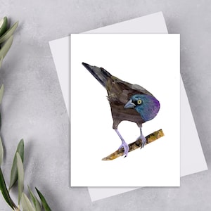 Carte postale de quiscale bronzé, carte postale de quiscale bronzé, carte postale d'oiseau coloré, carte postale de quiscale bronzé mignon, Postcrossing. CAP-109