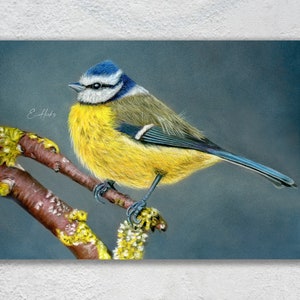 Cartolina di uccello cinciarella, cartolina di uccello stampata Postcrossing, cartolina blu e gialla, cartolina artistica di uccello, cartolina della foresta. SU-103