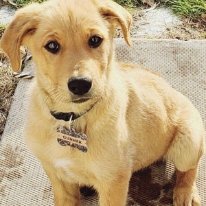 May include: A light brown puppy with a black collar and a brown camouflage dog tag that says "Gunner".