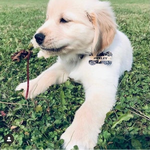 May include: A white golden retriever puppy with a black and white bone-shaped dog tag that says "Huxley" is lying in the grass.