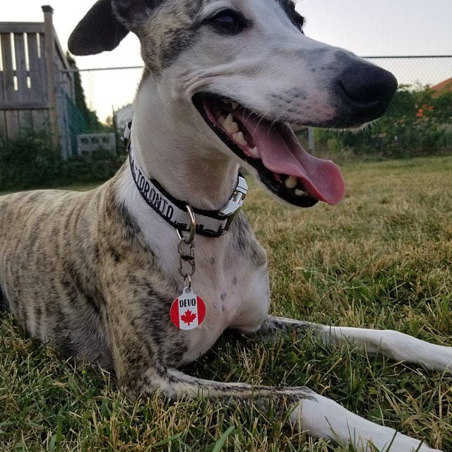 Canadian Maple Pet ID Tags Cat Tag Personalized Pet Tags Dog Etsy Canada