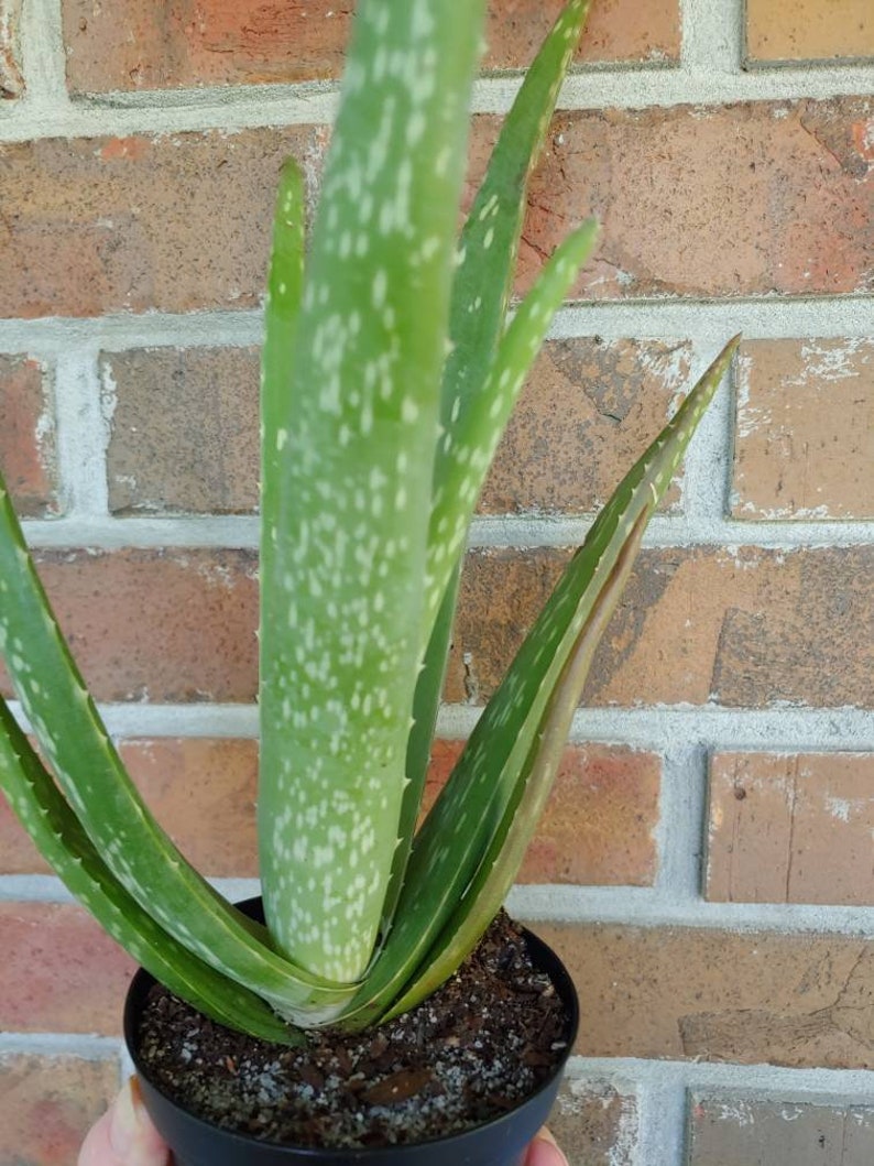 Aloe Vera plant live plant growing in a 4 inch pot Etsy