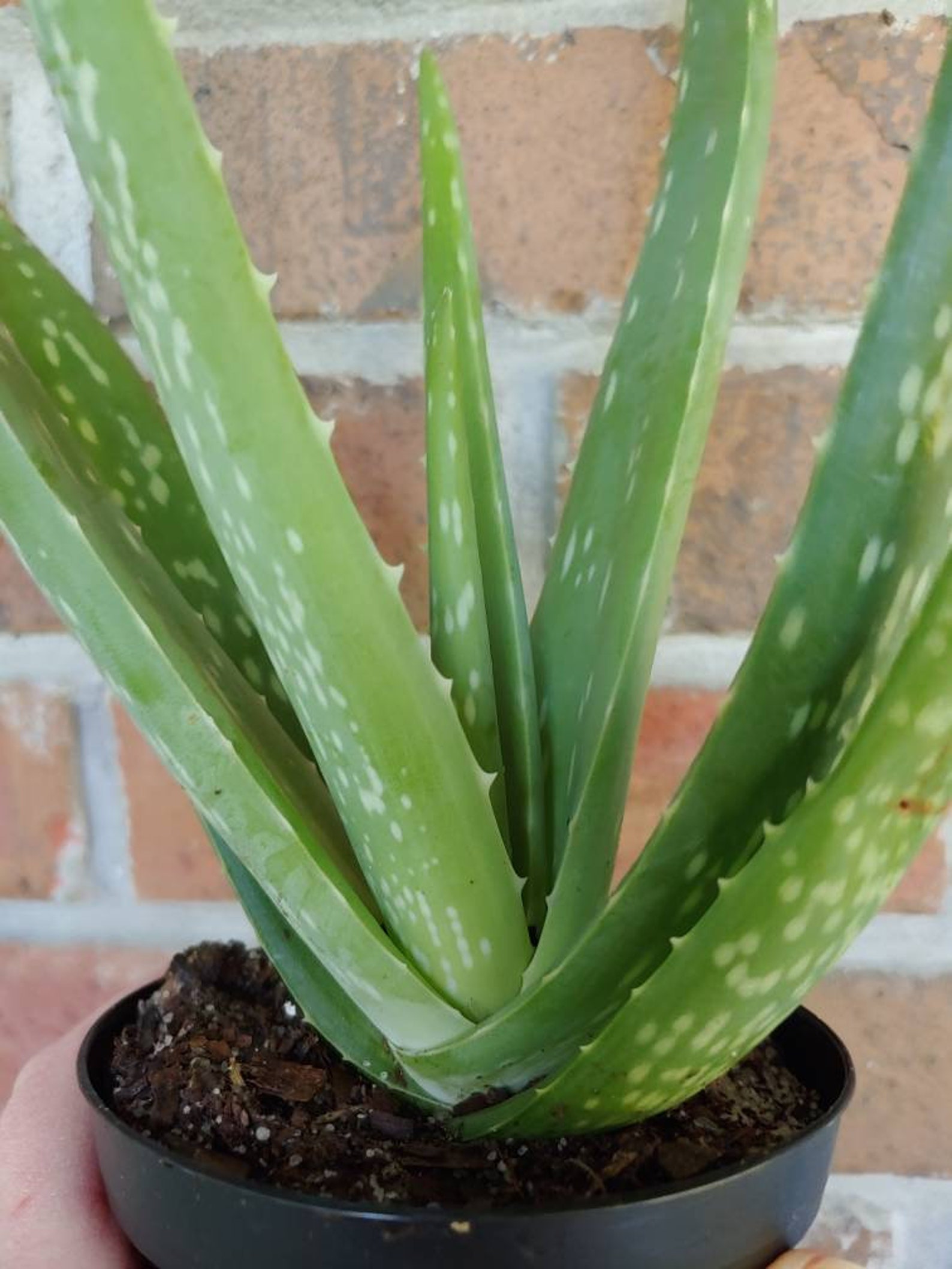 Aloe Vera plant live plant growing in a 4 inch pot Etsy