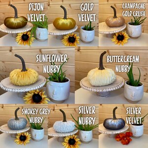 May include: Ten different colors of velvet and nubbly pumpkins, each displayed on a white pedestal with a small plant in a white face planter. The pumpkins are labeled with their color and texture, such as "Dijon Velvet" and "Buttercream Nubby".