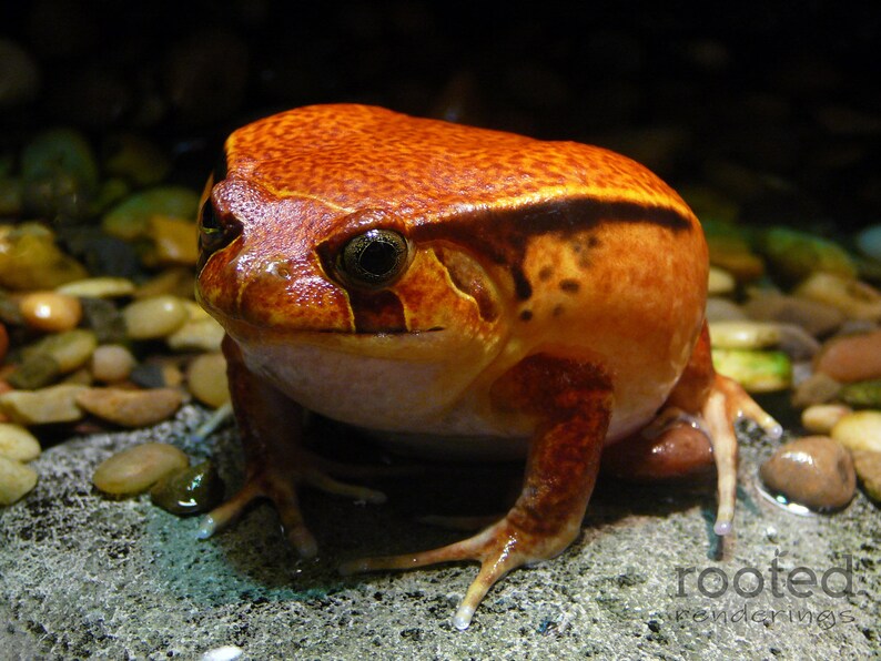 5x7 matted to 8x10 Frog photos