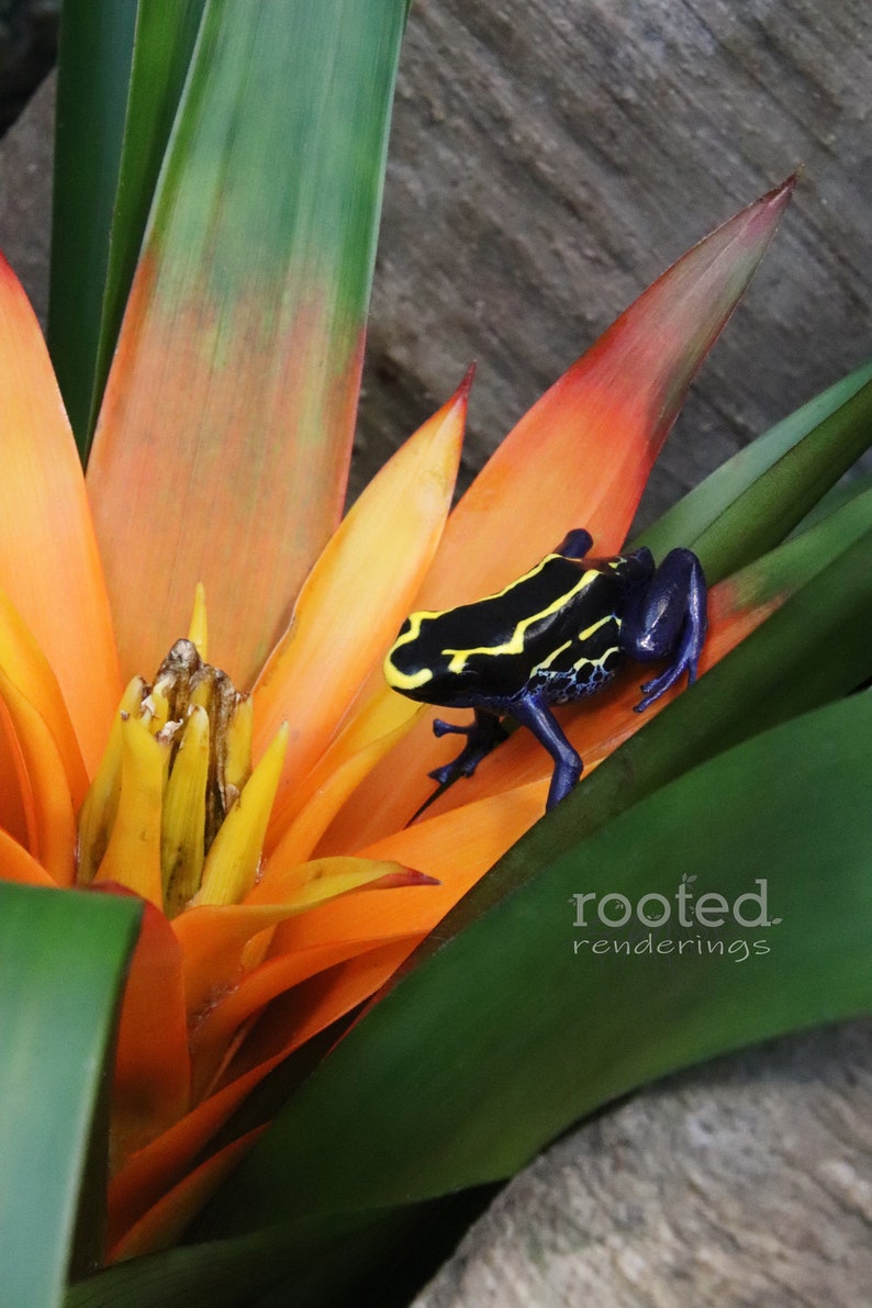 5x7 matted to 8x10 Frog photos