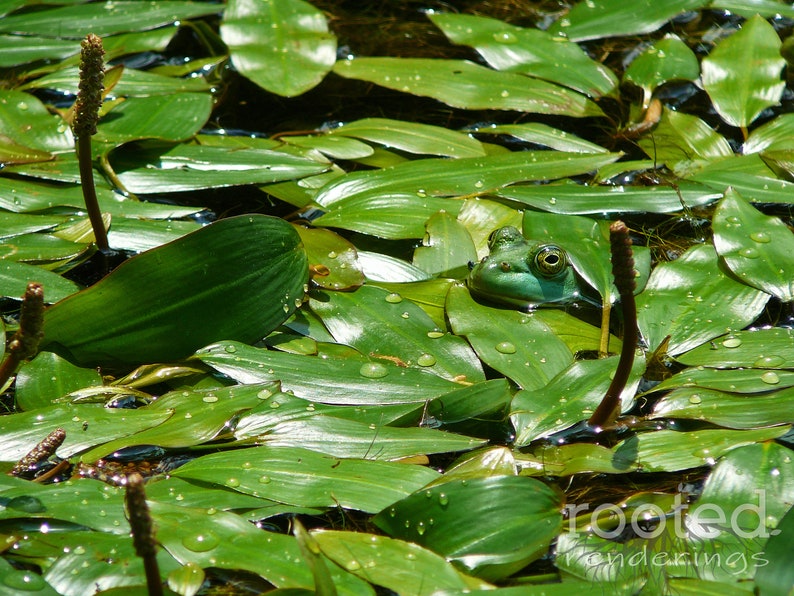 5x7 matted to 8x10 Frog photos