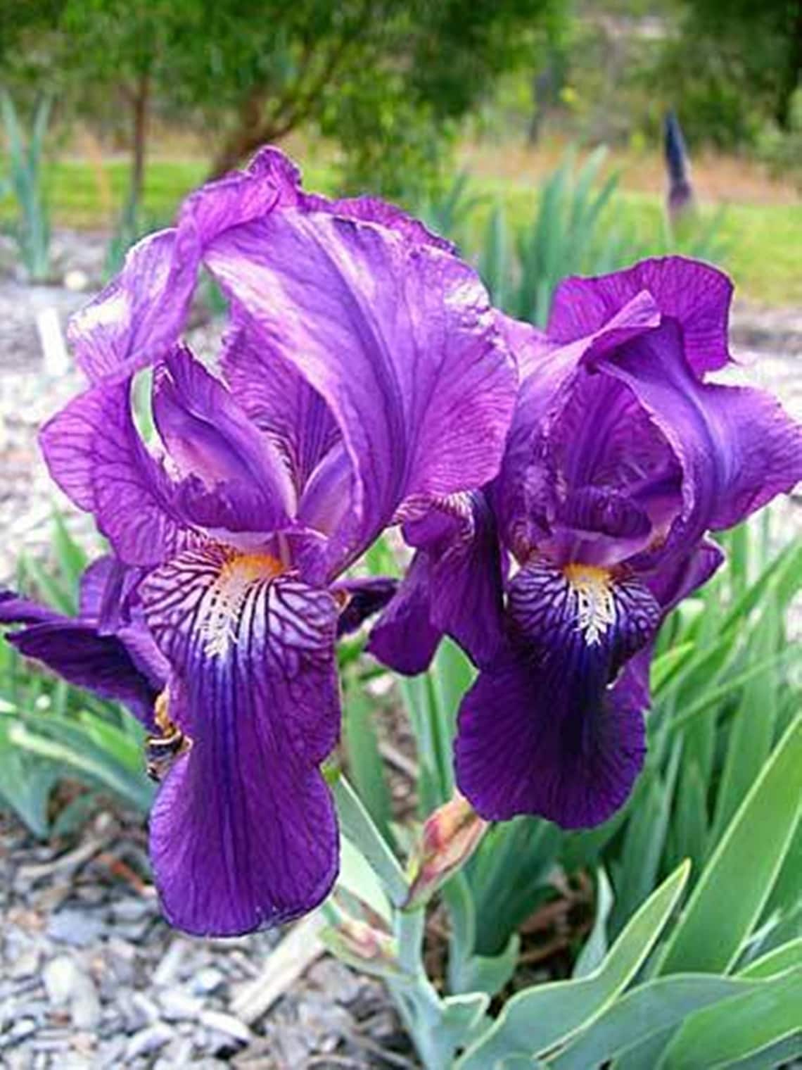 Purple Bearded Iris rhizomes. Fast Shipping Large flower. Etsy