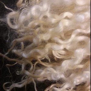 May include: Close-up of a mass of light blonde, curly wool fibers. The fibers have a soft, fluffy texture and varying shades of blonde and cream. The wool appears to be unprocessed and ready for crafting projects.