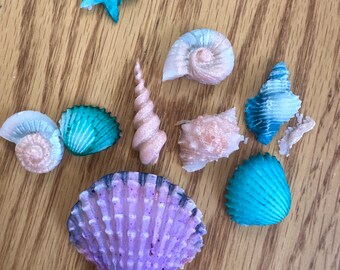 Seashell magnets collection