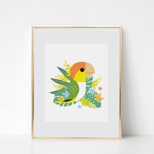 Caiques White Bellied Parrot - Art Print