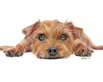 ヨークシャーテリアのアートプリント - サイン入り色鉛筆犬の肖像画