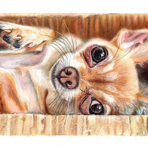 Chihuahua coloured pencil Giclee art print