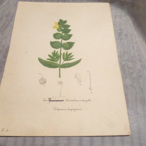 Hartmann Johann Wilhelm Johann Daniel 1793 – 1862 Aquarel: Kleine rateldoos = De Rhinanthus geschilderd rond 1835!