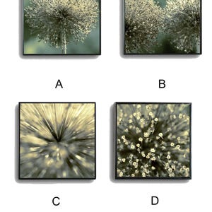 Fotoset 3-4 Teile Auswahl - Gräser Blumen Deko - Kunst Druck Poster quadratisch - Wohnzimmer 20x20 30x30 40x40 50x50 - Geschenk Büro Student