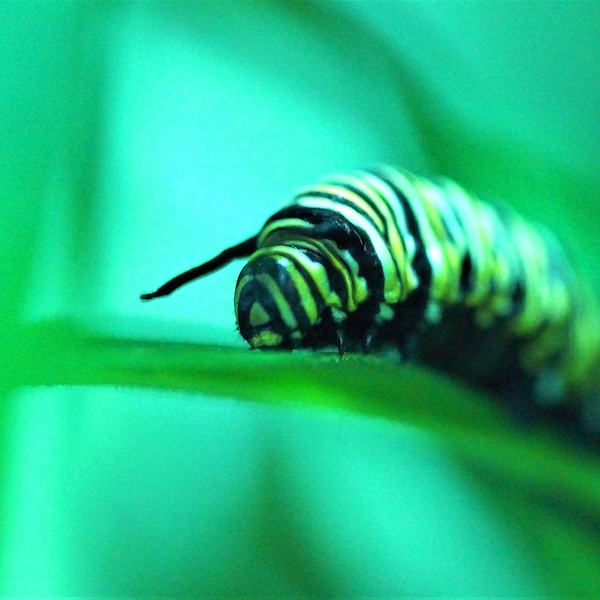 Green Caterpillar Photo - Art Print as Poster Canvas or Hard Foam - 10x15 20x30 30x45 40x60 50x75 60x90 80x120 100x150 - Insect Portrait