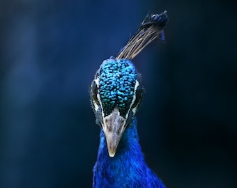 Peacock Portrait Photo - Art Print as Poster Canvas or Hard Foam - 10x15 20x30 30x45 40x60 50x75 - Bird Head Beak Eyes Feathers Animal