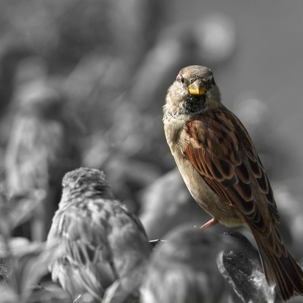 Spatz Schwarzweiß Foto - Kunstdruck als Poster Leinwand oder Hartschaum - 10x15 20x30 30x45 40x60 50x75 - Vogel Portrait Natur Fine Art Tier