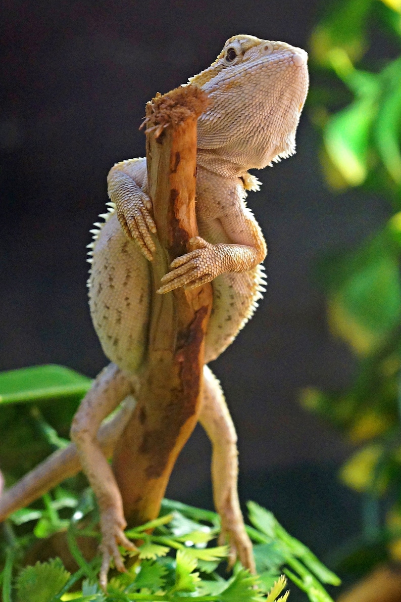 Bearded Dragon Lizard Size