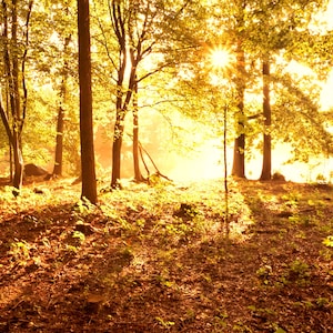 Sun Forest Photo - Art Print as Poster Canvas or Hard Foam - 10x15 20x30 30x45 40x60 50x75 60x90 80x120 100x150 - Sunrays golden Trees Fine